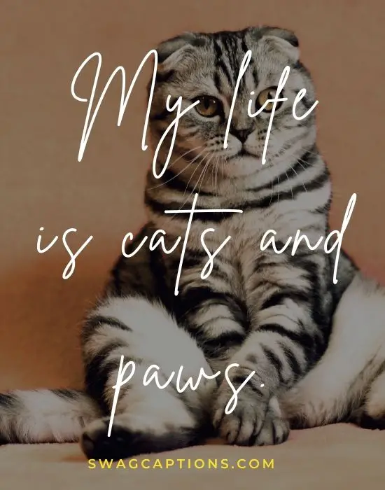 Cute Cat Captions and quotes for Instagram