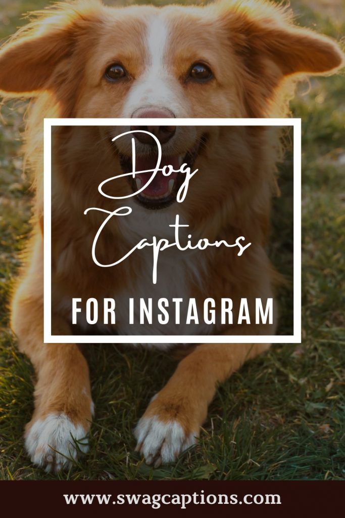 Dog Captions for Instagram