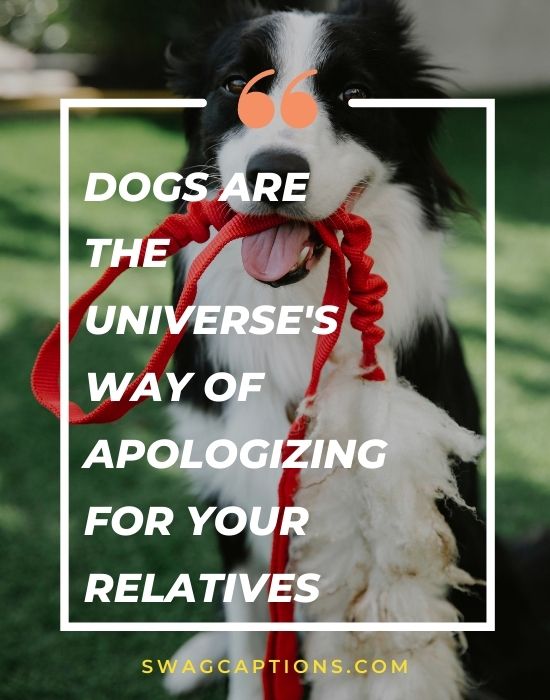 Dogs are the universe's way of apologizing for your relatives