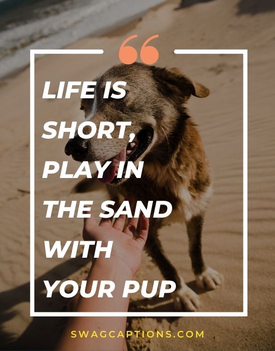 Life is short, play in the sand with your pup