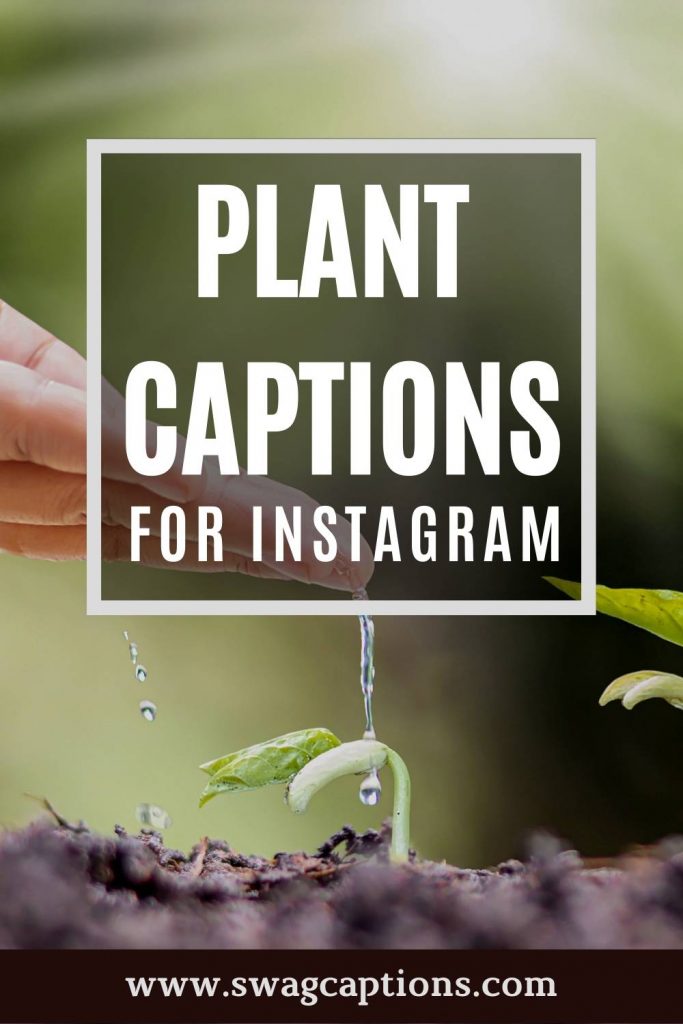 Plant Captions For Instagram