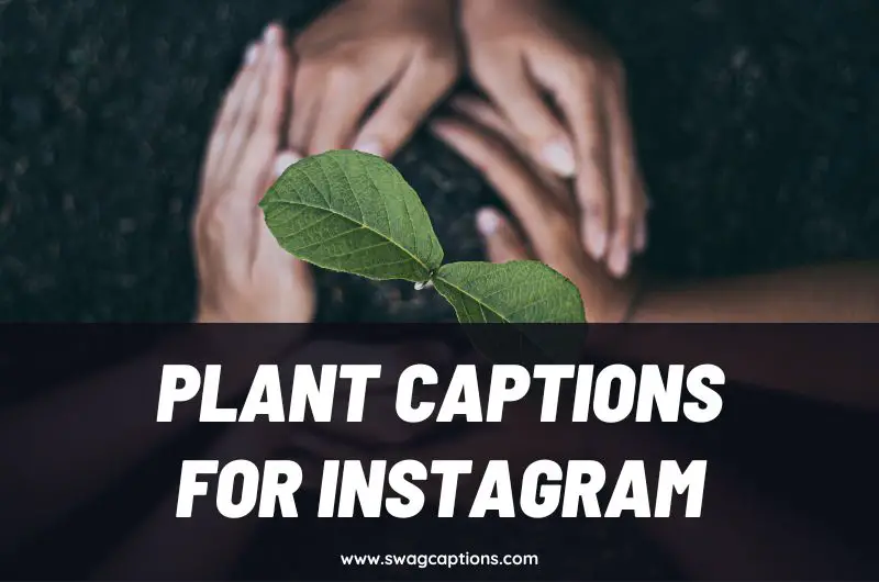 Plant Captions and Quotes for Instagram