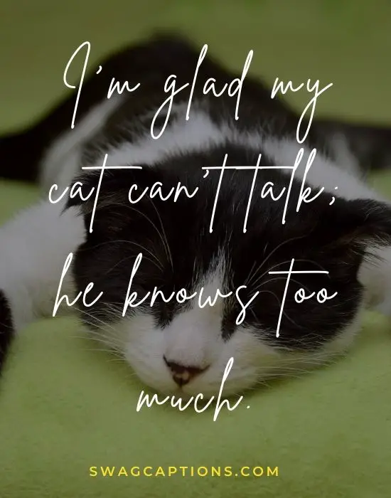 Sleeping Cat Captions and quotes for Instagram