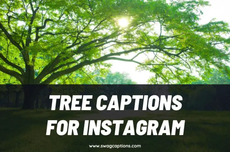 Tree Captions and Quotes for Instagram