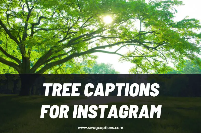 Tree Captions and Quotes for Instagram