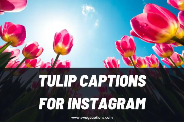 Tulip Captions And Quotes For Instagram