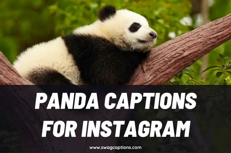 Panda Captions and Quotes for Instagram