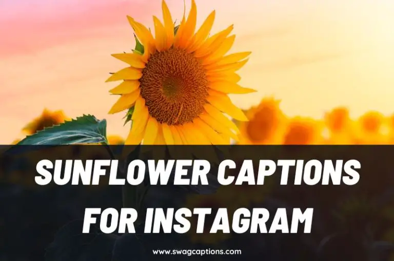 Sunflower Captions & Quotes For Insta (Short, Funny, Cute)