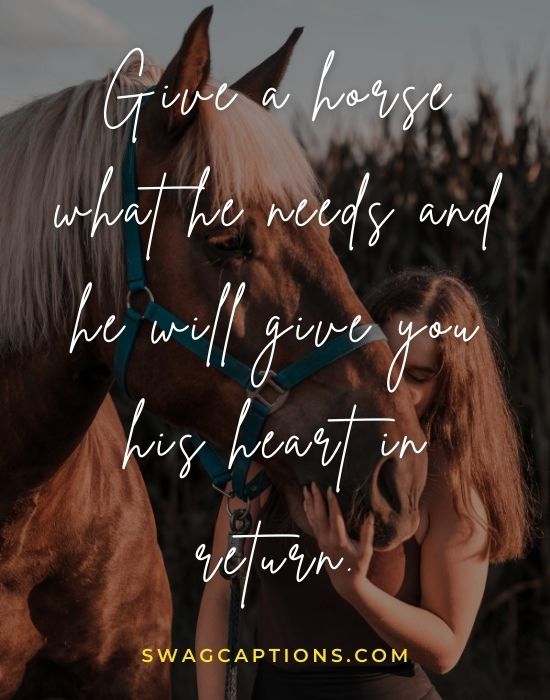 best Horse Captions and Quotes for Instagram