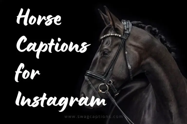 horse captions for Instagram