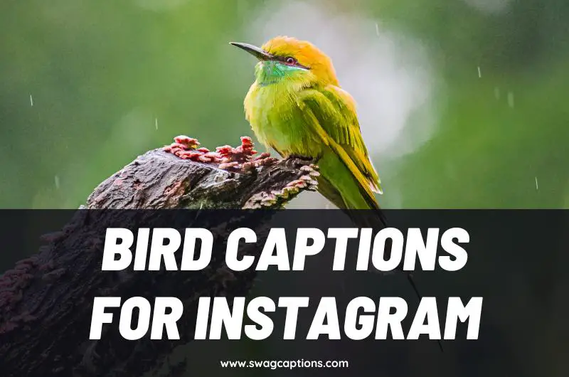 Bird Captions and Quotes for Instagram