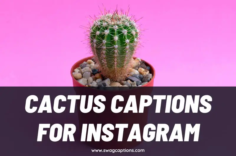 Cactus Captions and Quotes for Instagram