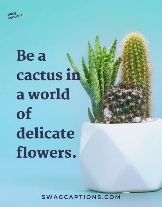 Cactus quotes and captions for Instagram