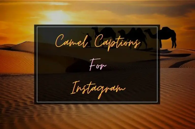 Camel Captions And Quotes For Instagram