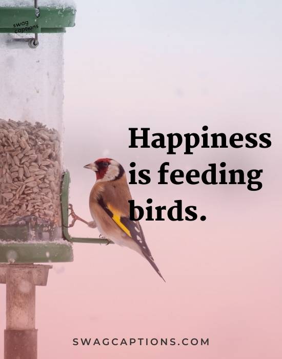 bird quotes and captions for Instagram