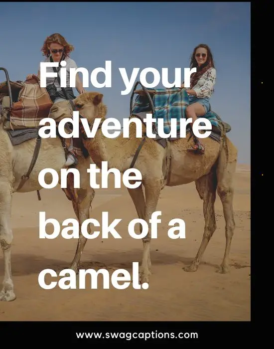 camel captions and quotes for Instagram