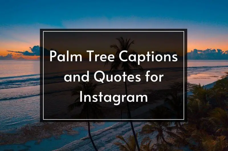 palm captions and quotes for Instagram