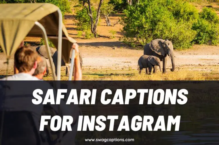 Safari Captions and Quotes for Instagram