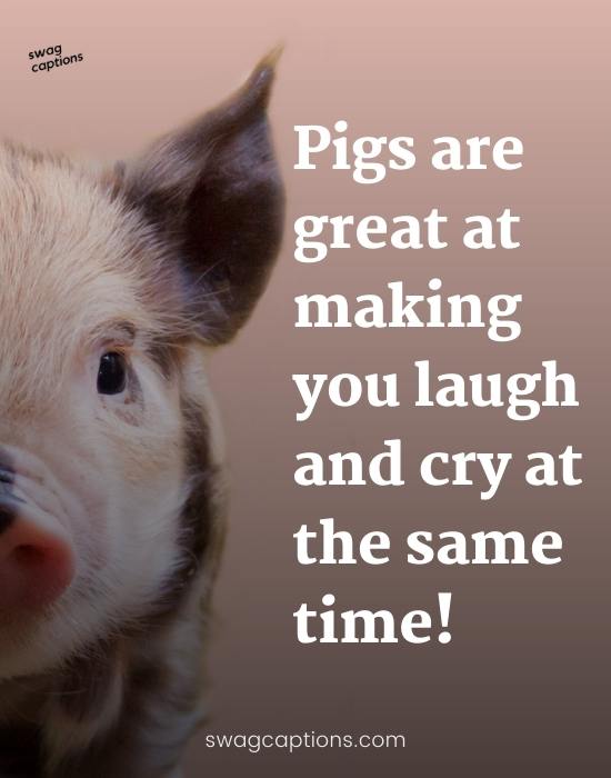 pig quotes for Instagram