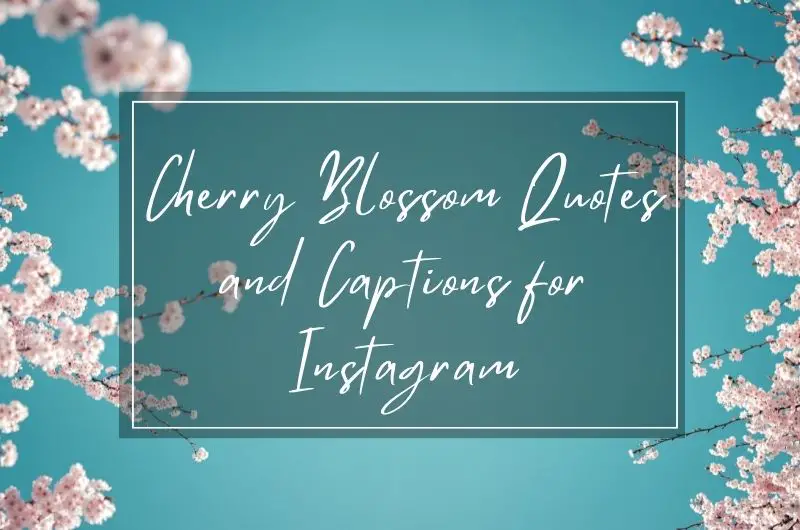 cherry blossom quotes and captions for Instagram