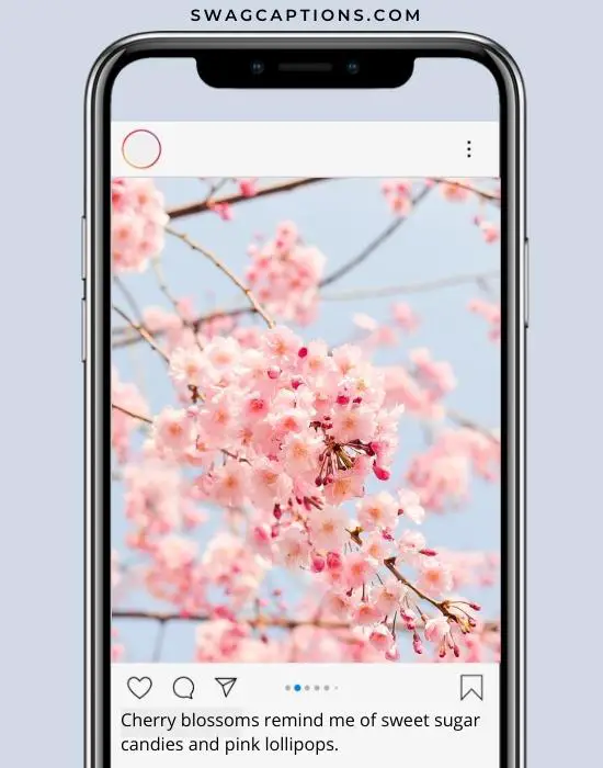 cherry blossom quotes for Instagram