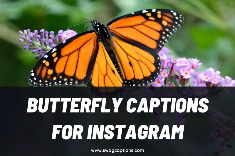 Butterfly Captions and Quotes for Instagram