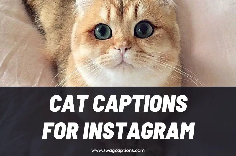 Cat Captions and Quotes for Instagram