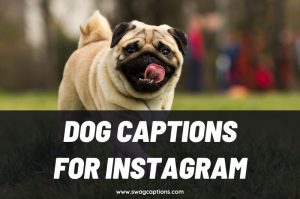 Best Dog Captions And Quotes For Instagram In 2024