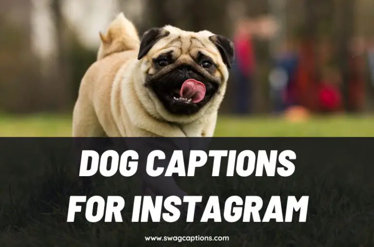 Dog Captions and Quotes for Instagram