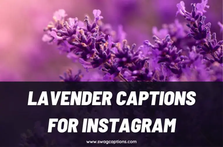 Lavender Captions and Quotes for Instagram