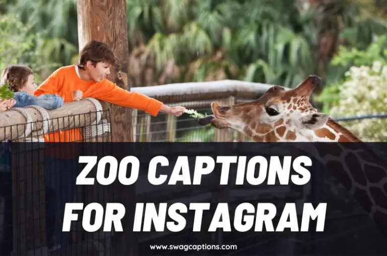 Zoo Captions and Quotes for Instagram