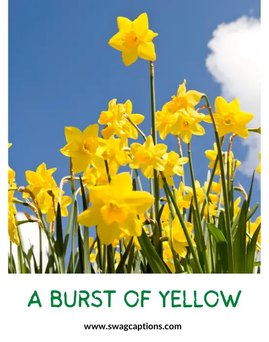 A burst of yellow