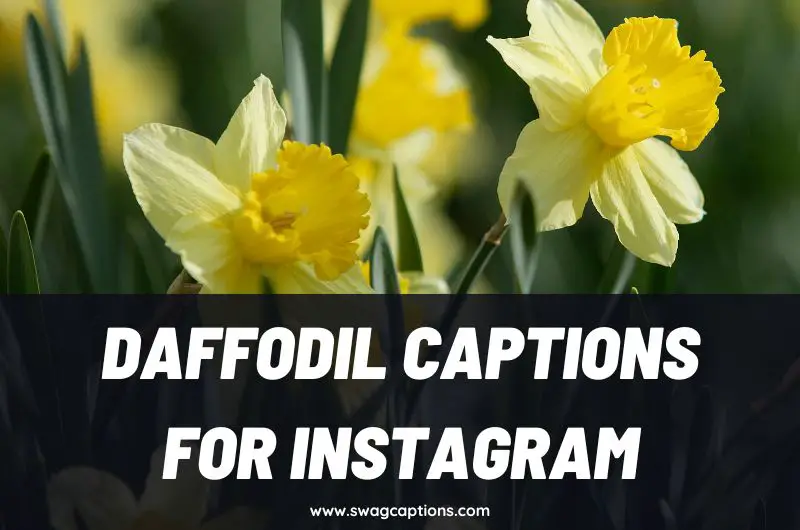 Daffodil Captions And Quotes For Instagram