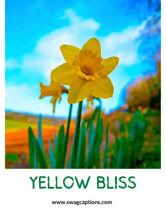 Yellow bliss