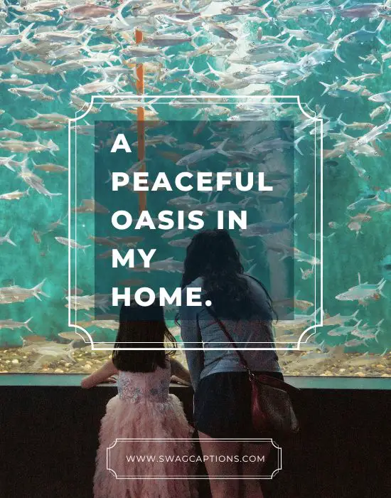Aquarium Captions And Quotes For Instagram