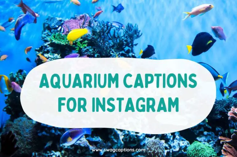 Aquarium Captions And Quotes For Instagram