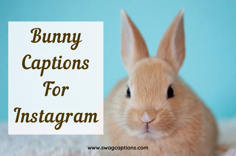 Bunny Captions And Quotes For Instagram