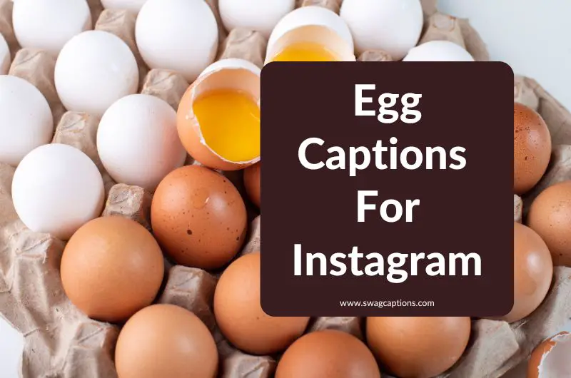 Egg Captions And Quotes For Instagram