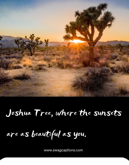 Joshua Tree Captions And Quotes For Instagram