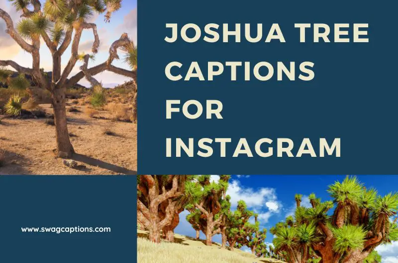 Joshua Tree Captions And Quotes For Instagram