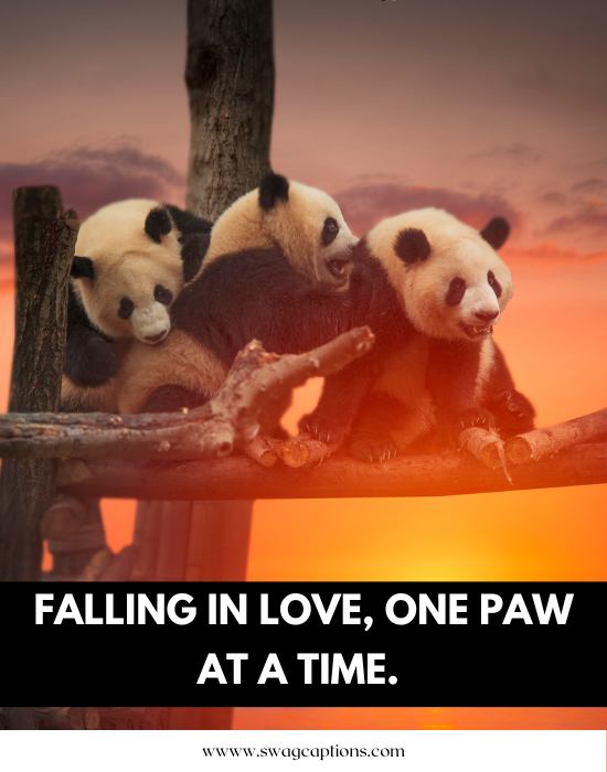 panda captions and quotes