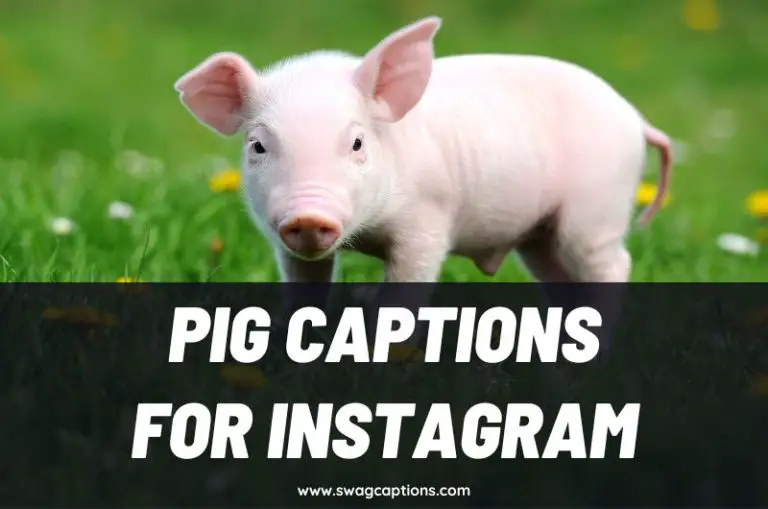 Pig Captions and Quotes for Instagram