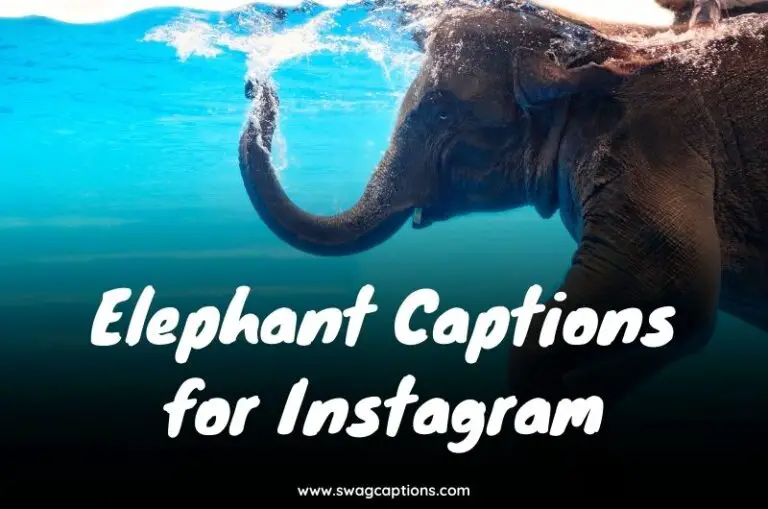 Elephant Captions for Instagram