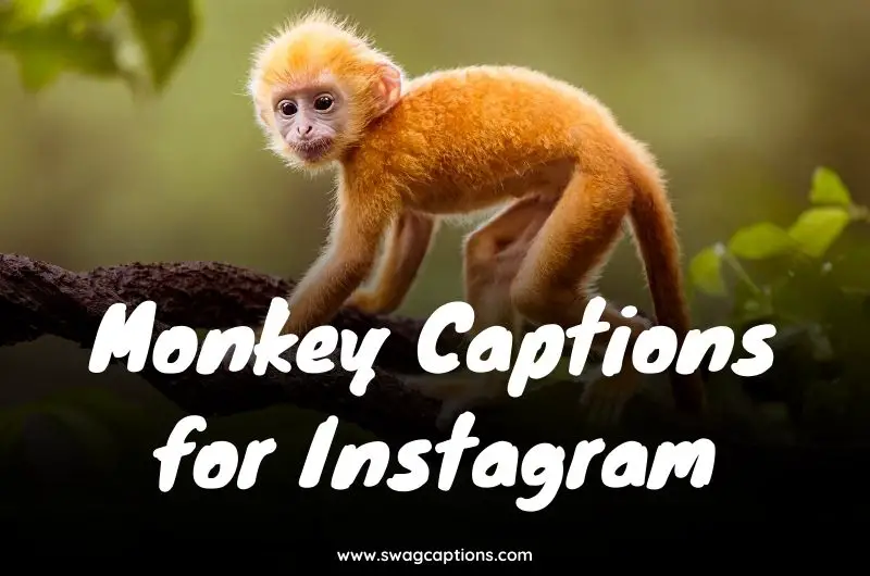 Monkey Captions for Instagram