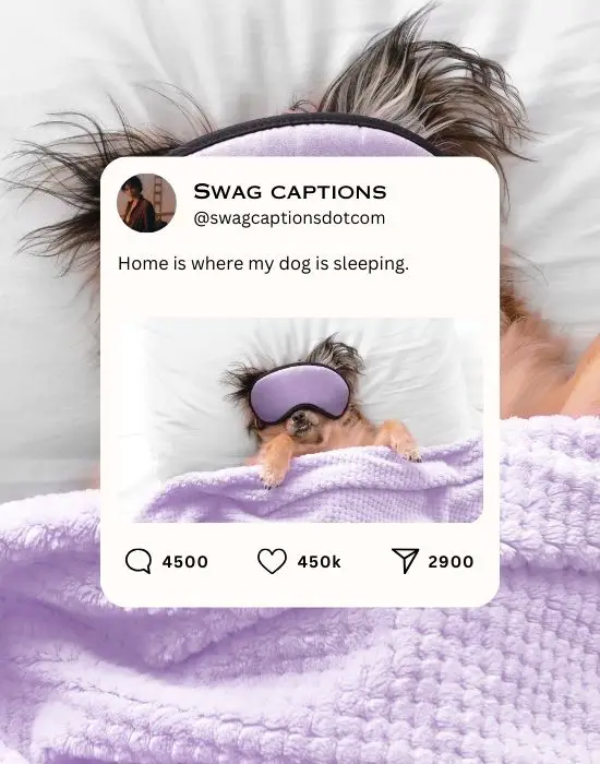 150+ Sleeping Dog Captions For Instagram (Cute And Funny)
