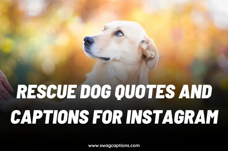 rescue Dog quotes and captions for Instagram