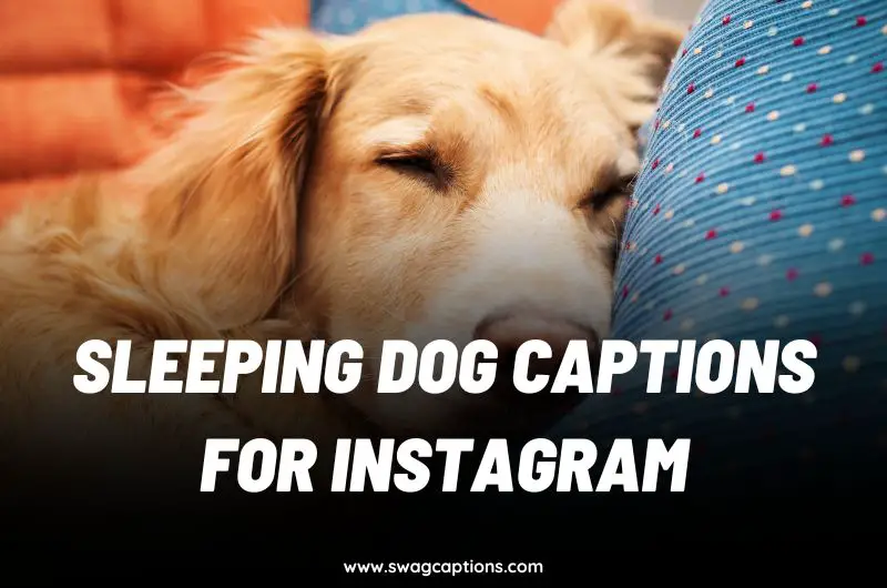 sleeping dog Captions for Instagram