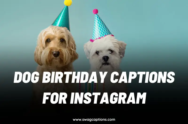 dog birthday Captions for Instagram