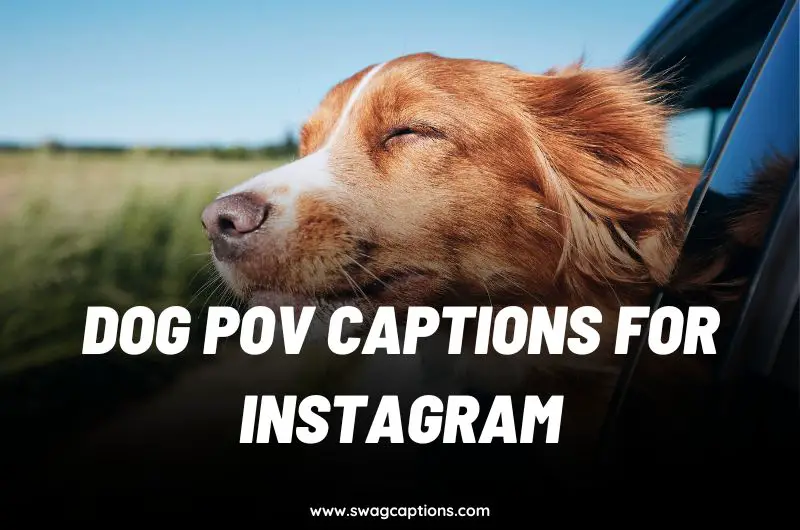 Dog Point Of View Captions For Instagram: POV For Dog Reels