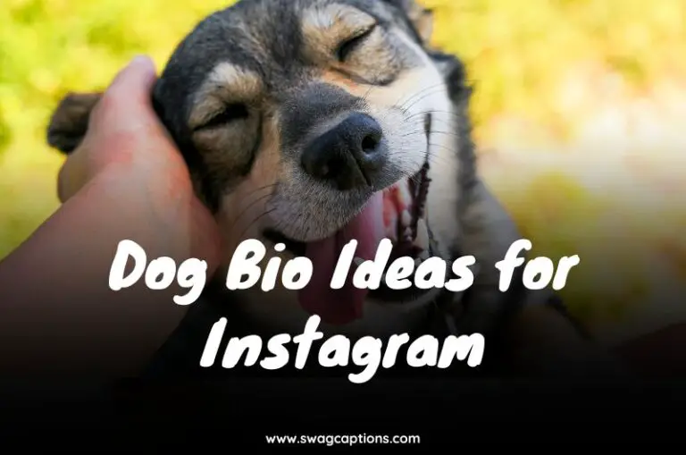 Dog Bio Ideas for Instagram